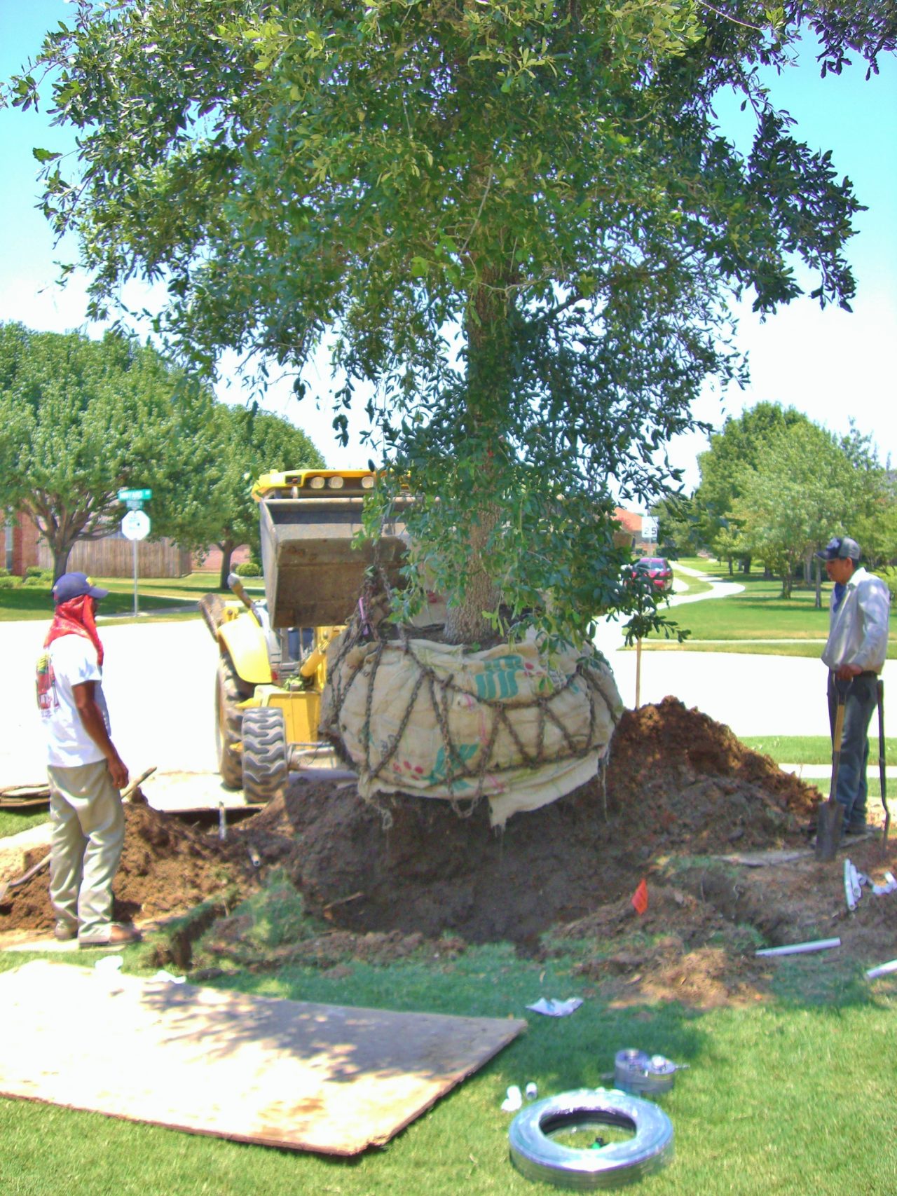 Professional Tree Planting Service Dallas TX | A Better Arborist