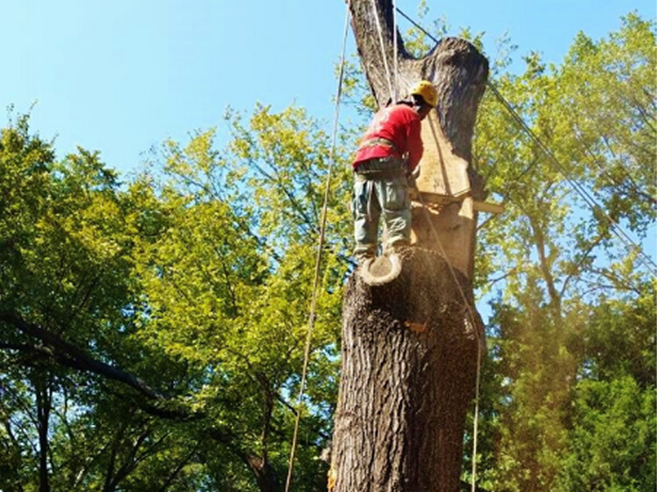 Tree pruning work